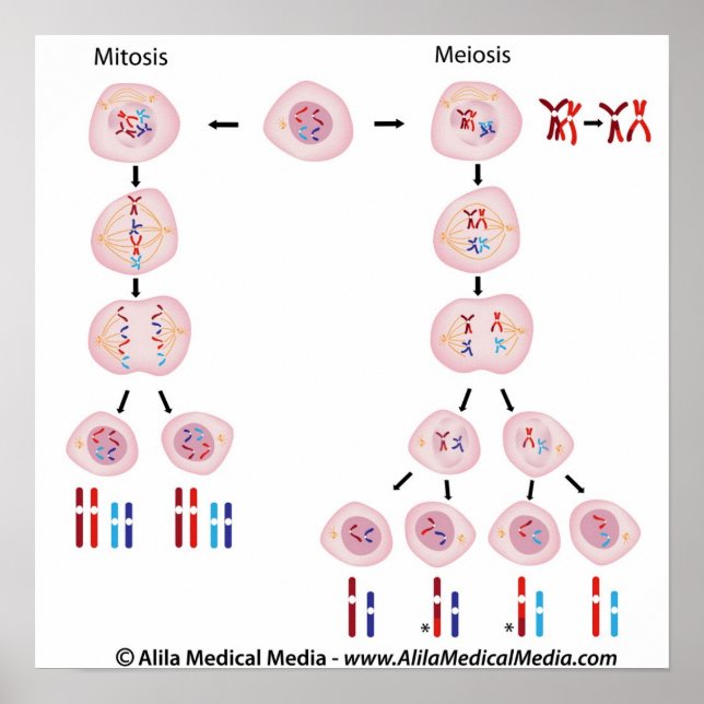 Poster du diagramme de Mitose contre méiose (Devant)