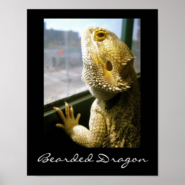 Poster du Dragon à la fenêtre (Devant)