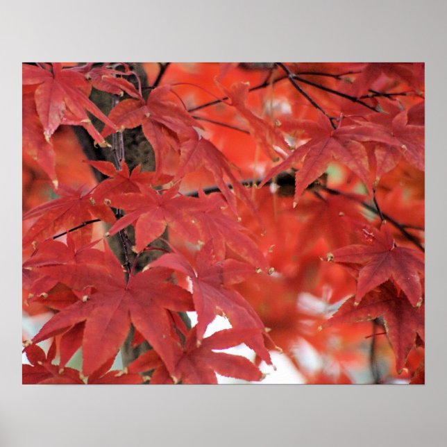Poster du feuillage d'automne de l'érable japonais (Devant)