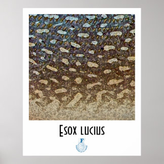 Poster du FFF de Northern Pike