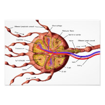 Poster du ganglion lymphatique