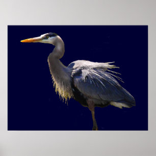 Poster du Grand Héron bleu
