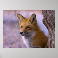 Poster du Grand Renard