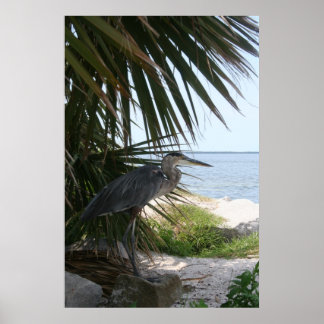 Poster du Héron bleu