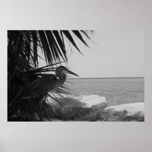 Poster du Héron bleu