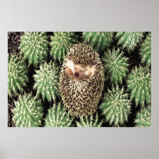 Poster du jardin de Cactus