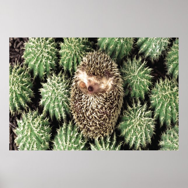 Poster du jardin de Cactus (Devant)
