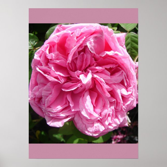 Poster du jardin de chou rose (Devant)