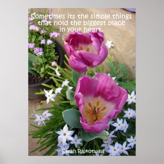 Poster du jardin de printemps Tulip rose Little Th (Devant)