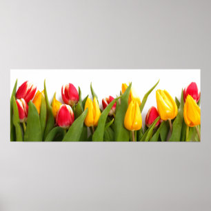 Poster du jardin Tulip