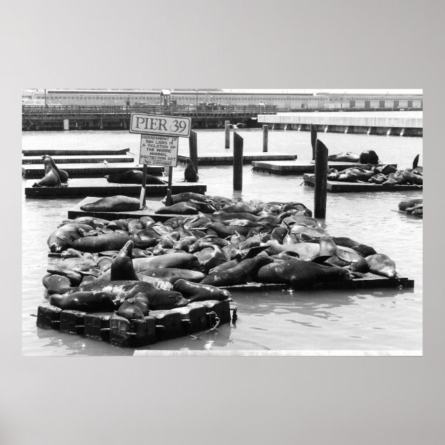 Poster du Jetée 39 Sea Lions (Devant)