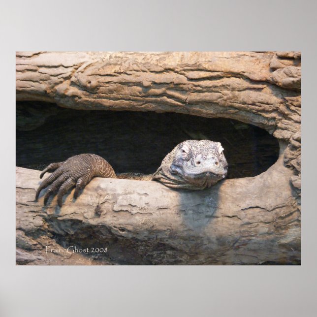 Poster du Komodo (Devant)