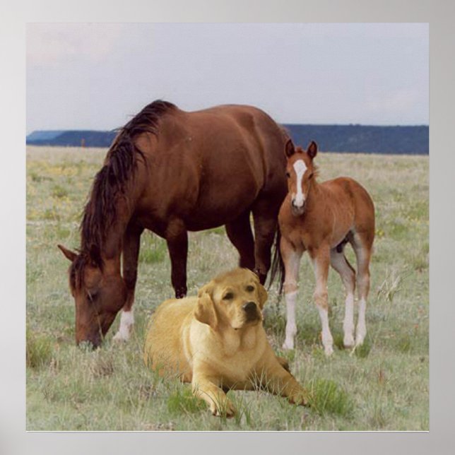 Poster du Labrador Retriever With Hores (Devant)