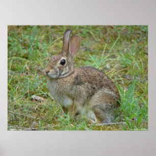 Poster du lapin sauvage Eastern Cottontail II