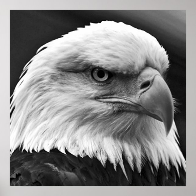 Poster du leadership motivationnel de l'aigle chau (Devant)