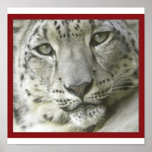 Poster du léopard des neiges