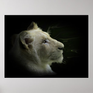 Poster du Lion Blanc Faune Lion-Louvain