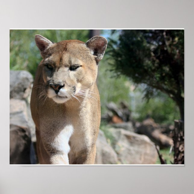 Poster du lion de montagne (Devant)