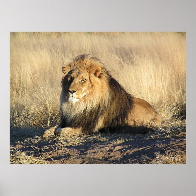 Poster du lion mâle (Devant)