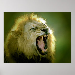 Poster du lion rugissant Imprimer