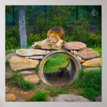 Poster du lion signé