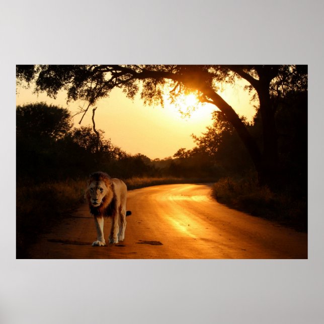 Poster du lion sur la route en Afrique (Devant)