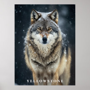 Poster du loup de Yellowstone