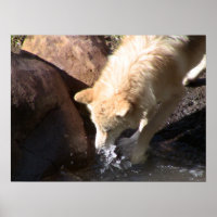 Poster du loup gris