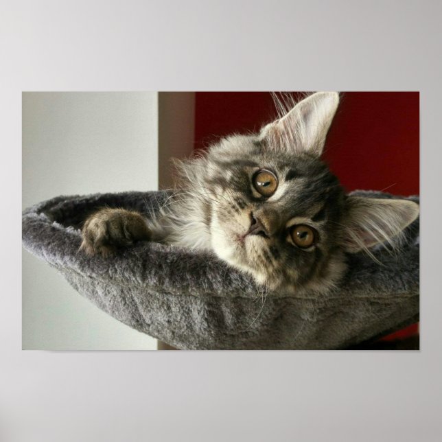 Poster du Maine Coon Kitten (Devant)