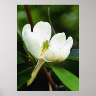 Poster du marais Magnolia