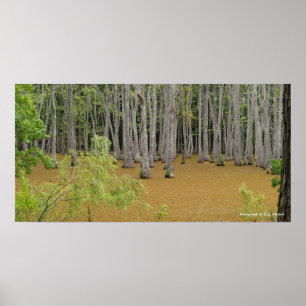 Poster du marais mystique