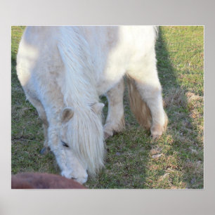 Poster du Mini Horse