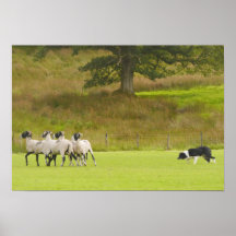 Poster du mouton de berger