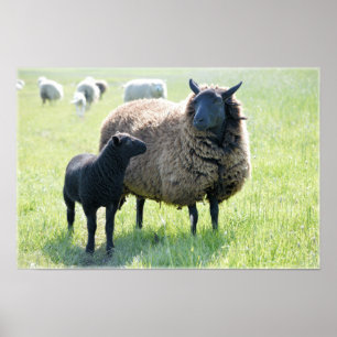 Poster du mouton noir