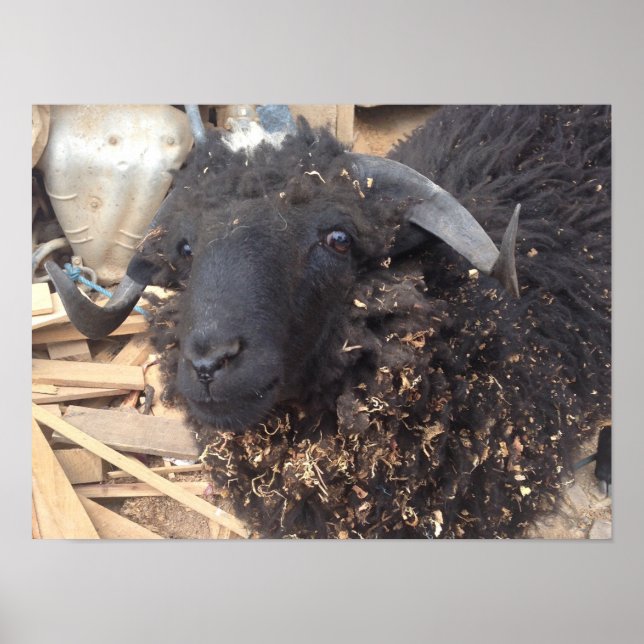 Poster du mouton noir (Devant)