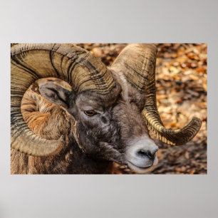 Poster du mur de la nature de Ram Sheep Mountain