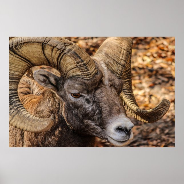 Poster du mur de la nature de Ram Sheep Mountain (Devant)