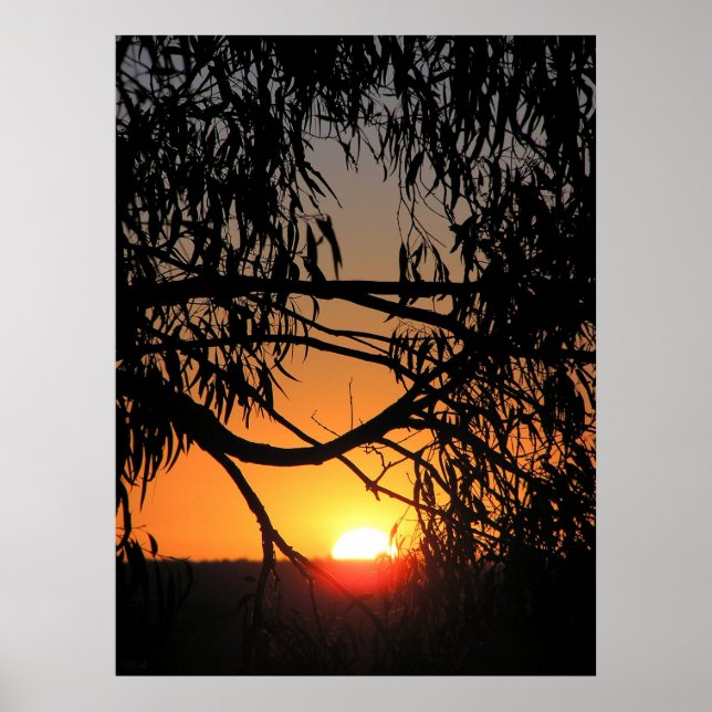 Poster du NEST SUNSET (Devant)