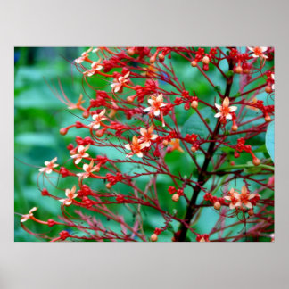 Poster du papillon Bush