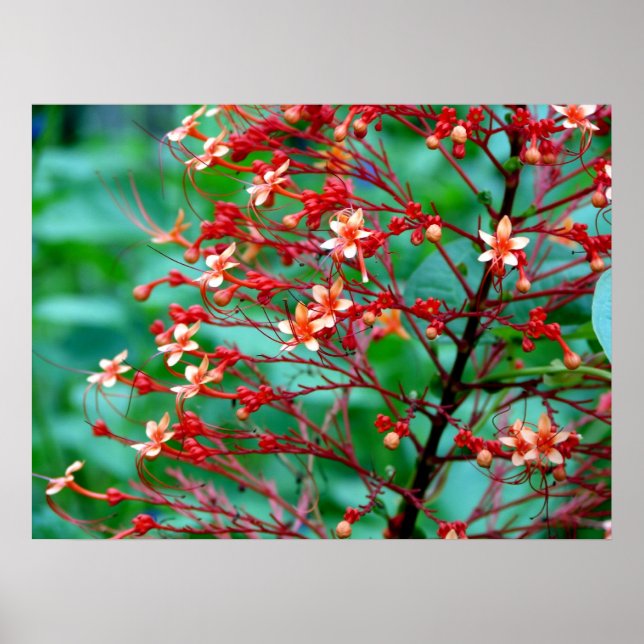 Poster du papillon Bush (Devant)