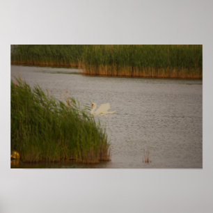 Poster du paysage aquatique du cygne