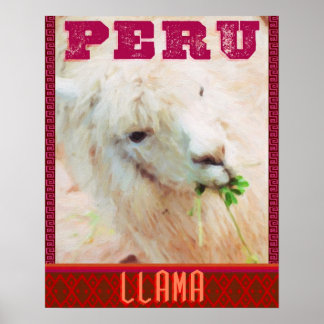 Poster du Pérou - Les Llamas du Pérou