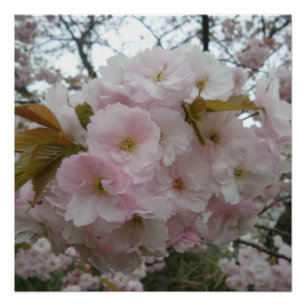 Poster du Pinky Spring