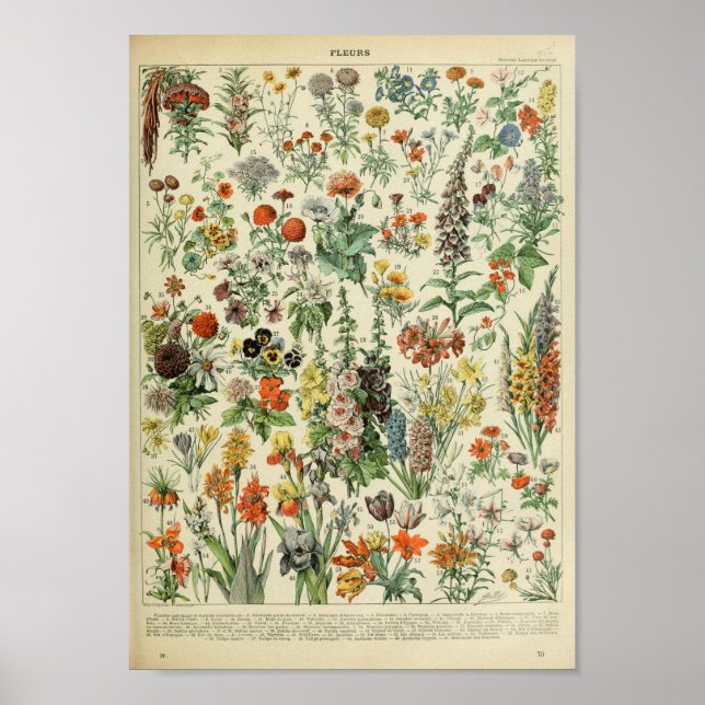 Poster du Plante de fleurs de la forêt vintage (Devant)
