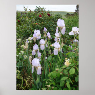 Poster du Plante de jardin du cottage Purple Iris 