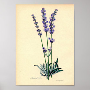 Poster du Plante Lavendar