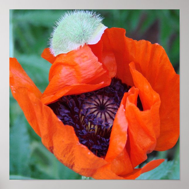 Poster du Poppy (Devant)