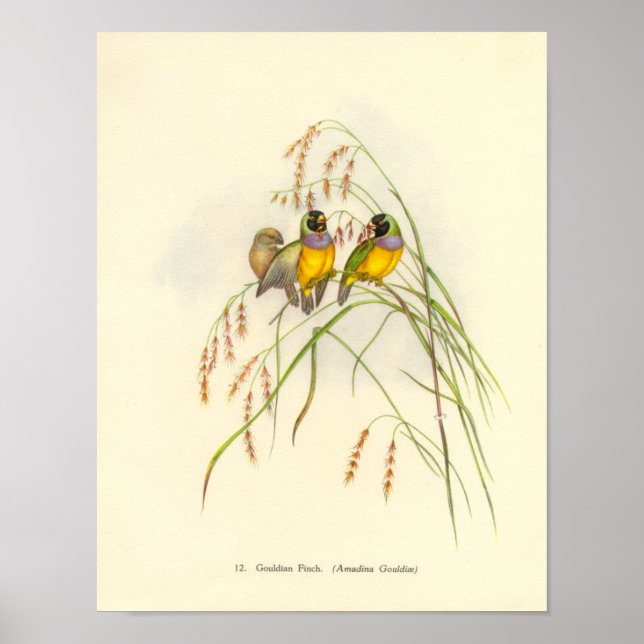 Poster du portefeuille Gould Gouldian Finch (Devant)