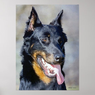 Poster du portrait de chien de Beauceron Imprimer