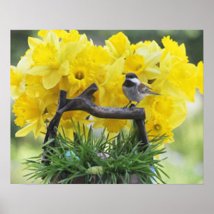 Poster du poulet du printemps